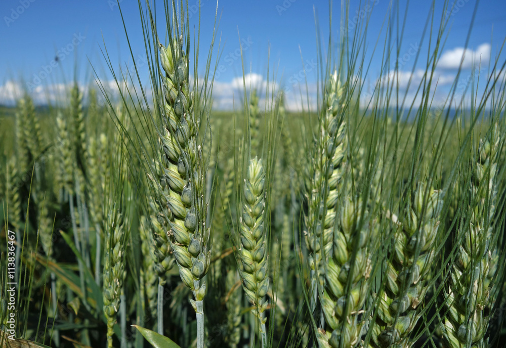 green ears of grain and beautiful blue sky green ears of grain and beautiful blue sky