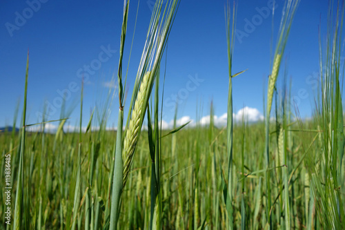 green ears of grain and beautiful blue sky