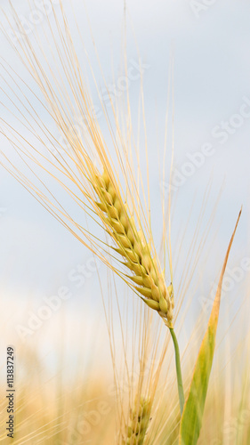   Golden ears of wheat on the field 