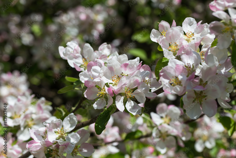 Fototapeta premium Blooming apple tree