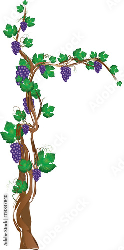 Floral grapevine cross, grape clusters on a vine tree in a shape of a cross. Christian religious graphic element with copy space for text.