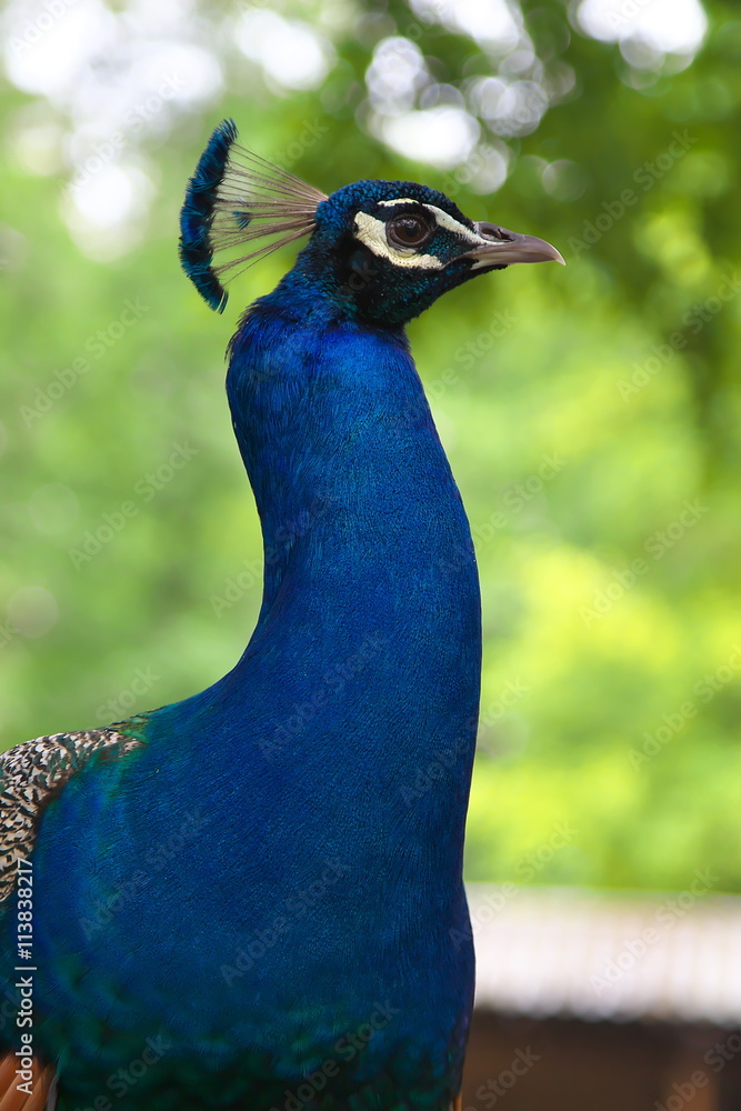 Kopf eines männlichen Pfaus im Tierpark Ludwigshafen Kopf eines männlichen Pfaus im Tierpark Ludwigshafen