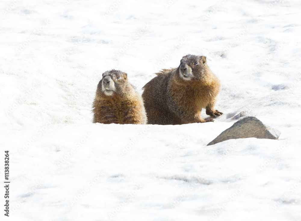 Marmot in Rocky Mountains National Park, Colorado