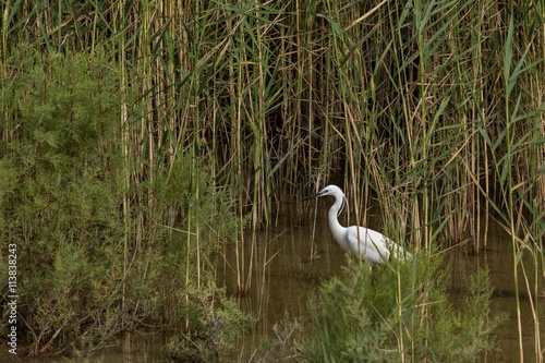 heron on the swamp, Cyprus photo