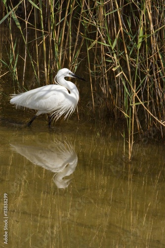 heron on the swamp, Cyprus photo