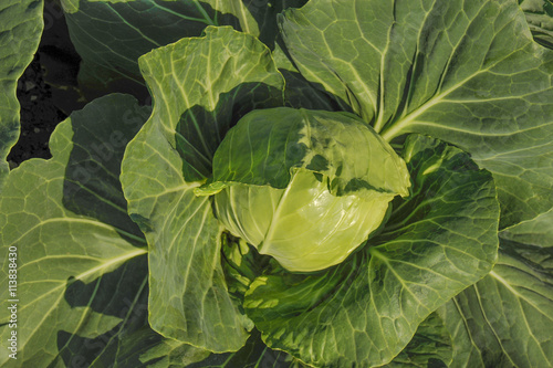 Pretty young head of cabbage in the garden.