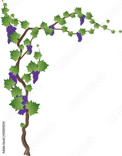 Floral frame with grapevine, grape clusters on a vine tree. Graphic element with copy space for text.