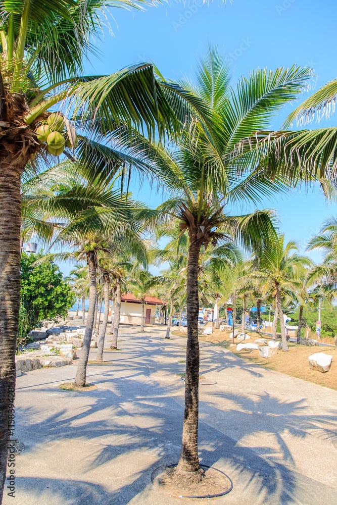 Obraz premium coconut palm trees and blue sky 