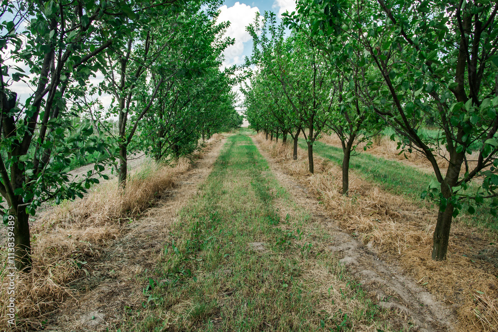 Plum trees in orchard and sky full of clouds Plum trees in orchard and sky full of clouds