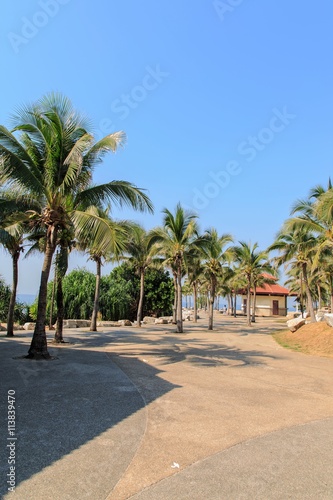  coconut palm trees and blue sky   © thirathat