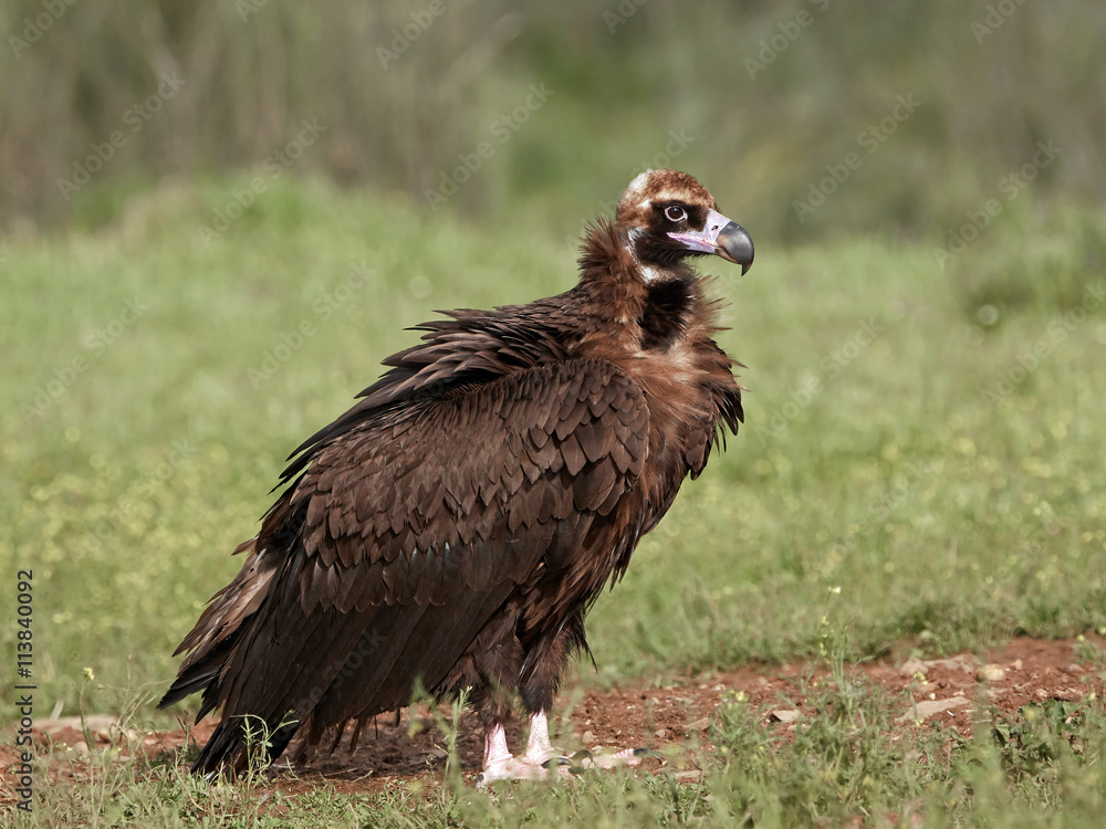 Black vulture (Aegypius monachus) Black vulture (Aegypius monachus)