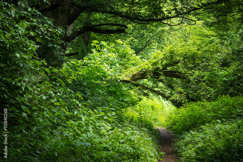 Natural worn path leading into thick dense woods. Nature background. Spring forest.