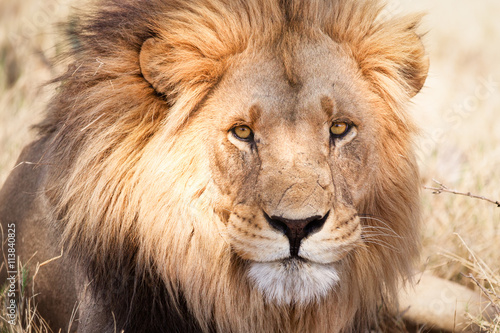 African lion in savannah in Zambia