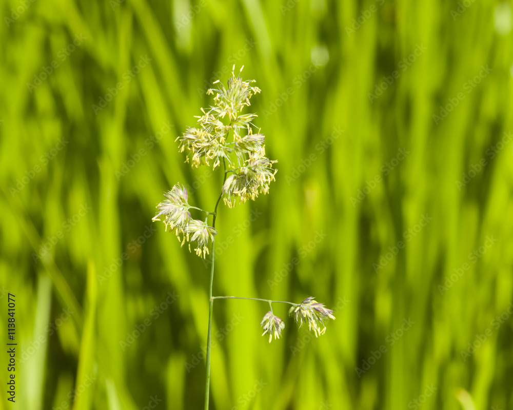 Flowers on Cock's-foot or Cat grass, Dactylis glomerata, closeup with green bokeh background, selective focus, shallow DOF Flowers on Cock's-foot or Cat grass, Dactylis glomerata, closeup with green bokeh background, selective focus, shallow DOF