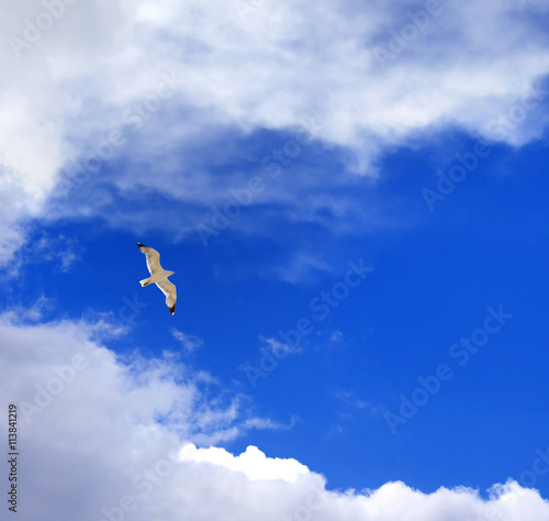 Seagull hover in blue sky with clouds