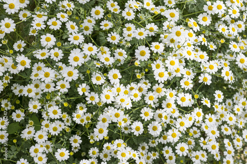 Fototapeta Naklejka Na Ścianę i Meble -  tanacetum niveum fiori bianchi