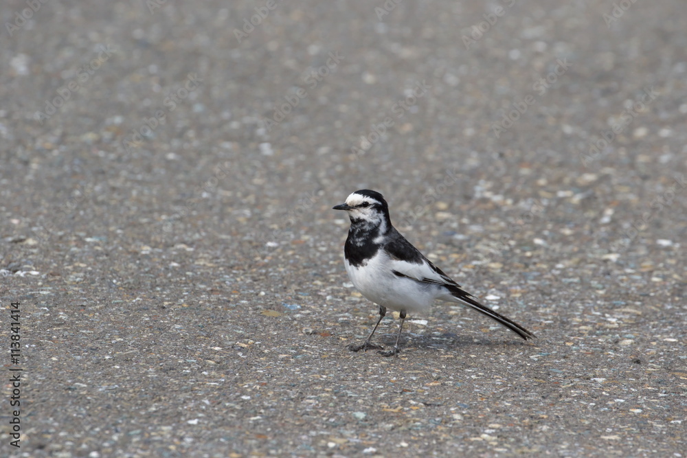 Obraz premium ハクセキレイ