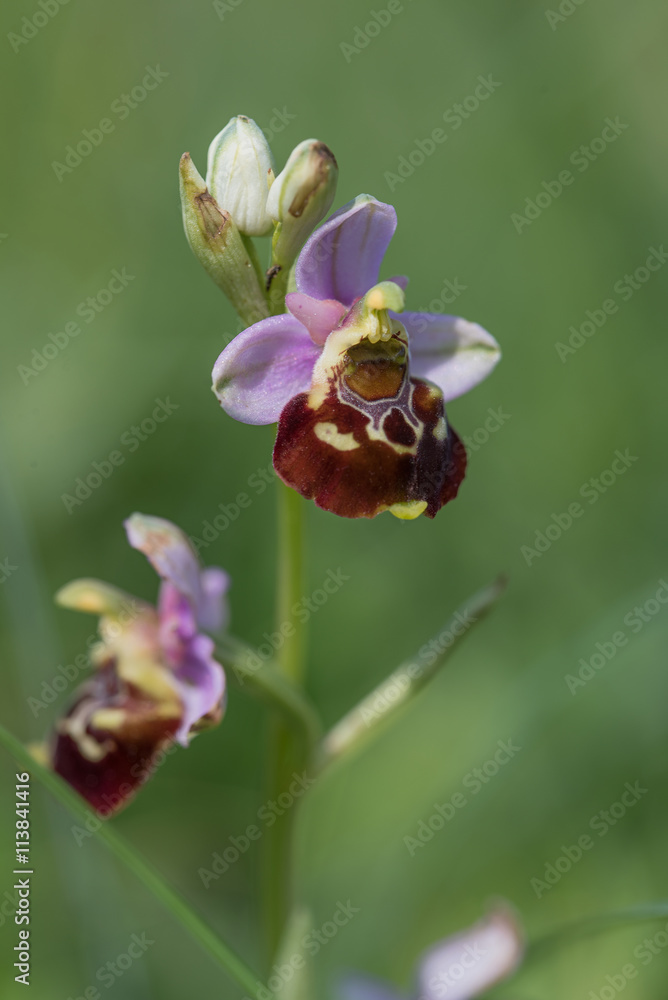 Fototapeta premium Hummel-Ragwurz - ophrys holoserica