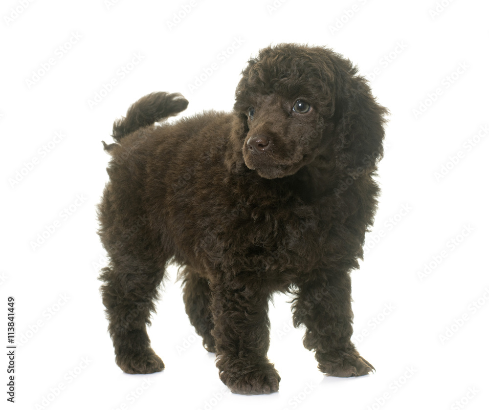 puppy brown poodle puppy brown poodle
