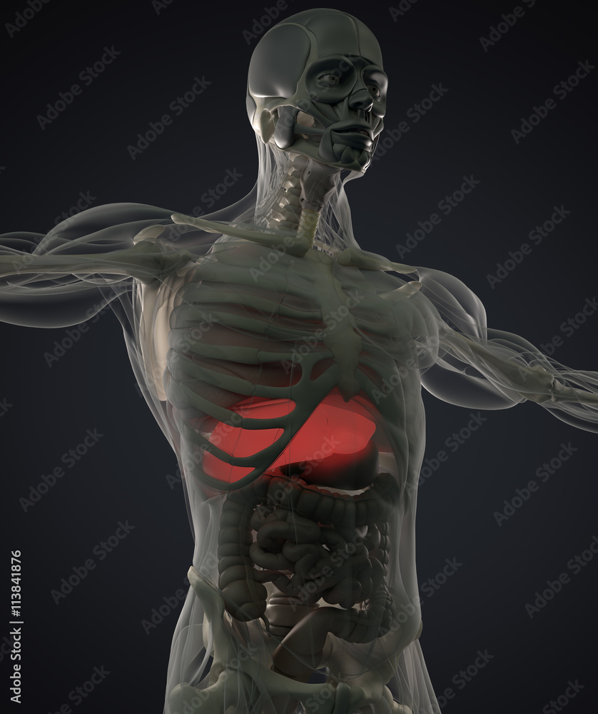 Human anatomy liver. Xray like view, futuristic scan. 3d illustration. Human anatomy liver. Xray like view, futuristic scan. 3d illustration.