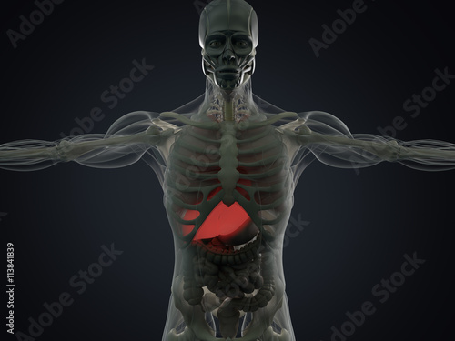 Human anatomy liver. Xray like view, futuristic scan. 3d illustration.