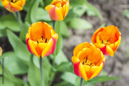 Group of orange tulips in garden
