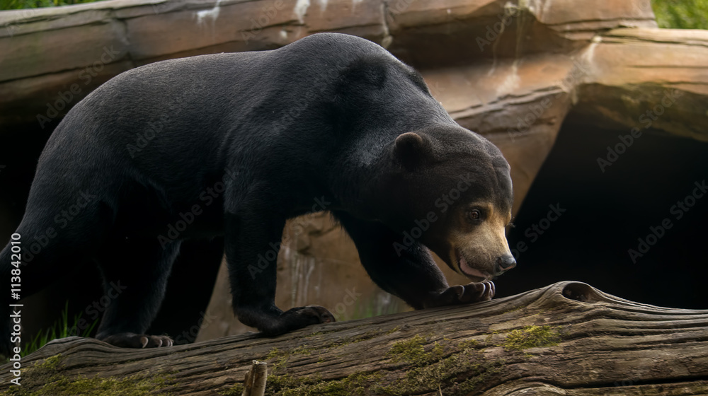 Sun bear also known as honey bear Sun bear also known as honey bear