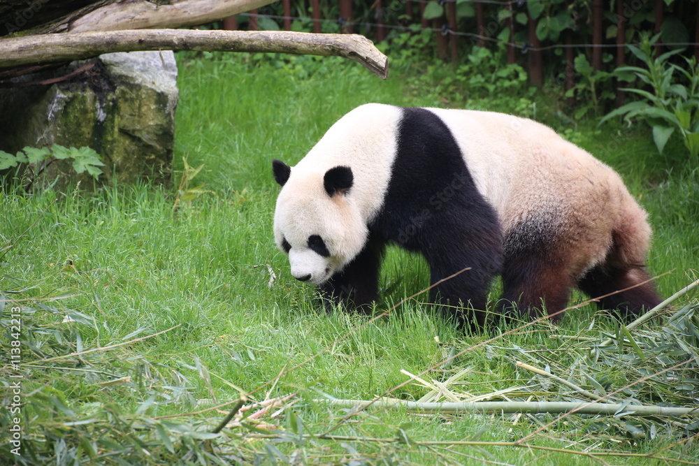 Fototapeta premium Großer Panda bewegt sich