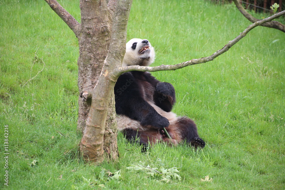 Obraz premium Großer Panda bewegt sich