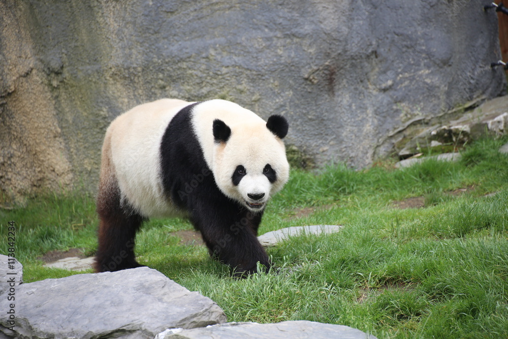 Fototapeta premium Großer Panda bewegt sich