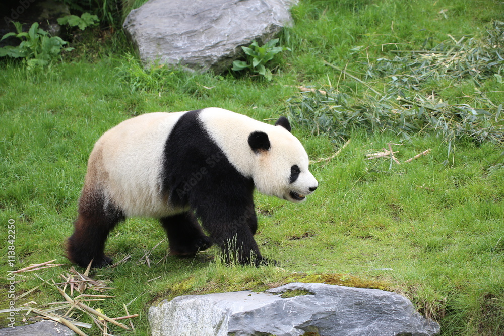 Fototapeta premium Großer Panda bewegt sich