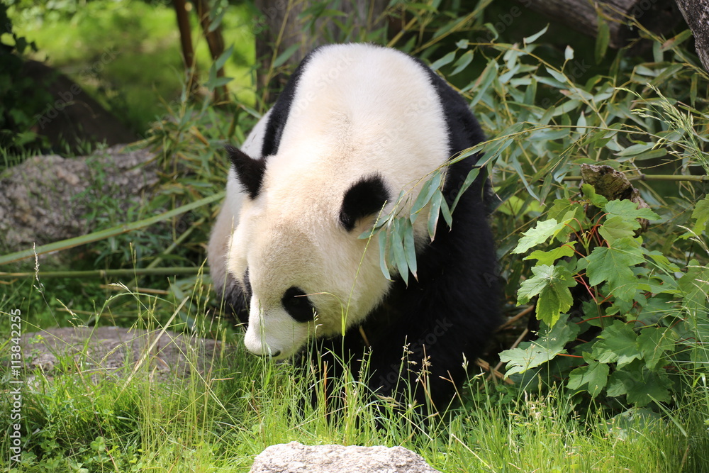 Großer Panda bewegt sich Großer Panda bewegt sich