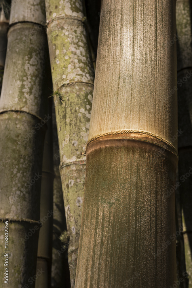 Thick old bamboo trunks background / Closeup of thick old bamboo trunks at Botanical Garden, Rio de Janeiro, Brazil
Thick old bamboo trunks background / Closeup of thick old bamboo trunks at Botanical Garden, Rio de Janeiro, Brazil