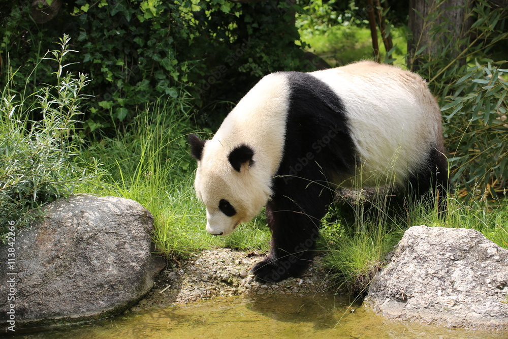Fototapeta premium Großer Panda bewegt sich