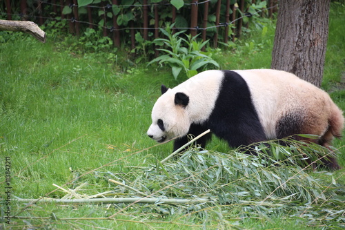 Fototapeta Naklejka Na Ścianę i Meble -  Großer Panda bewegt sich