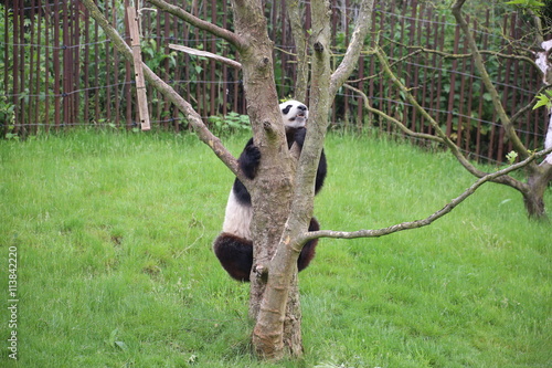 Fototapeta Naklejka Na Ścianę i Meble -  Großer Panda bewegt sich