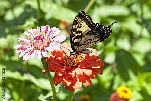 Yellow and Black butterfly on a orange Zinnia photo