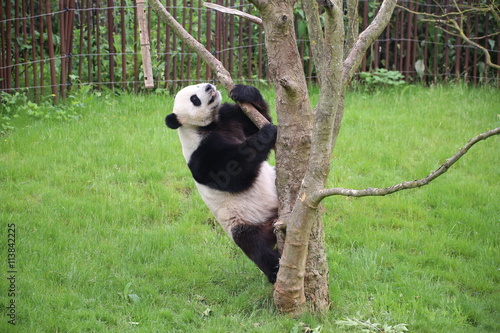 Fototapeta Naklejka Na Ścianę i Meble -  Großer Panda bewegt sich