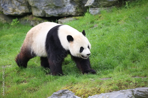 Fototapeta Naklejka Na Ścianę i Meble -  Großer Panda bewegt sich