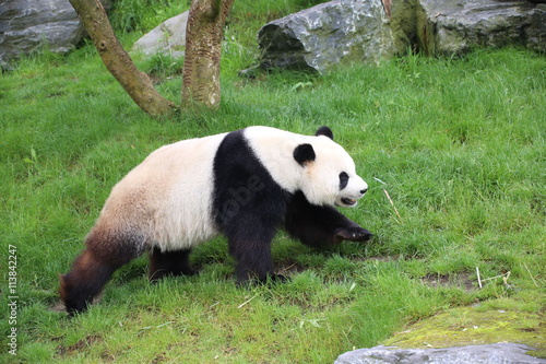 Fototapeta Naklejka Na Ścianę i Meble -  Großer Panda bewegt sich