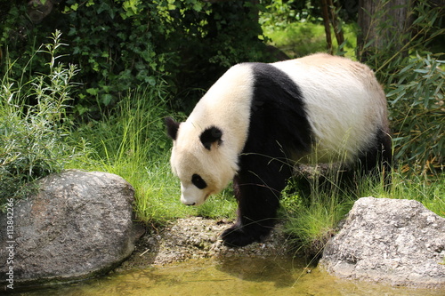 Fototapeta Naklejka Na Ścianę i Meble -  Großer Panda bewegt sich