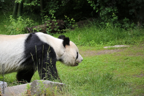 Fototapeta Naklejka Na Ścianę i Meble -  Großer Panda bewegt sich