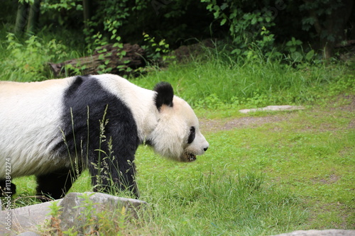 Fototapeta Naklejka Na Ścianę i Meble -  Großer Panda bewegt sich