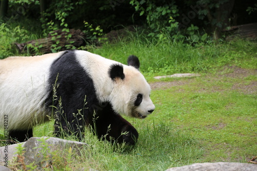 Fototapeta Naklejka Na Ścianę i Meble -  Großer Panda bewegt sich