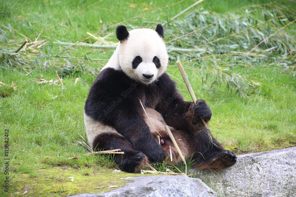 Fototapeta premium Großer Panda frisst Bambus