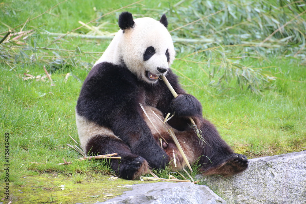Obraz premium Großer Panda frisst Bambus