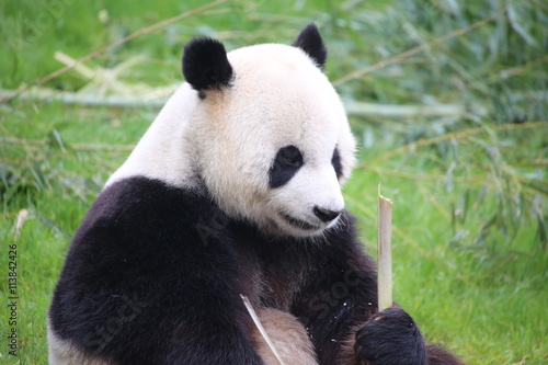 Großer Panda frisst Bambus