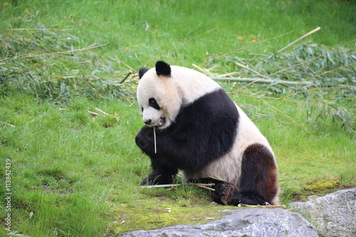 Fototapeta Naklejka Na Ścianę i Meble -  Großer Panda frisst Bambus