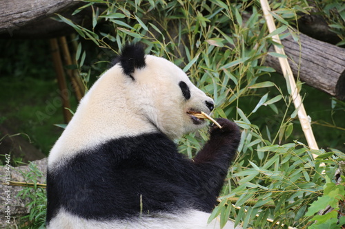 Fototapeta Naklejka Na Ścianę i Meble -  Großer Panda frisst Bambus