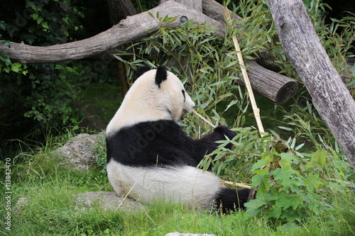 Fototapeta Naklejka Na Ścianę i Meble -  Großer Panda frisst Bambus